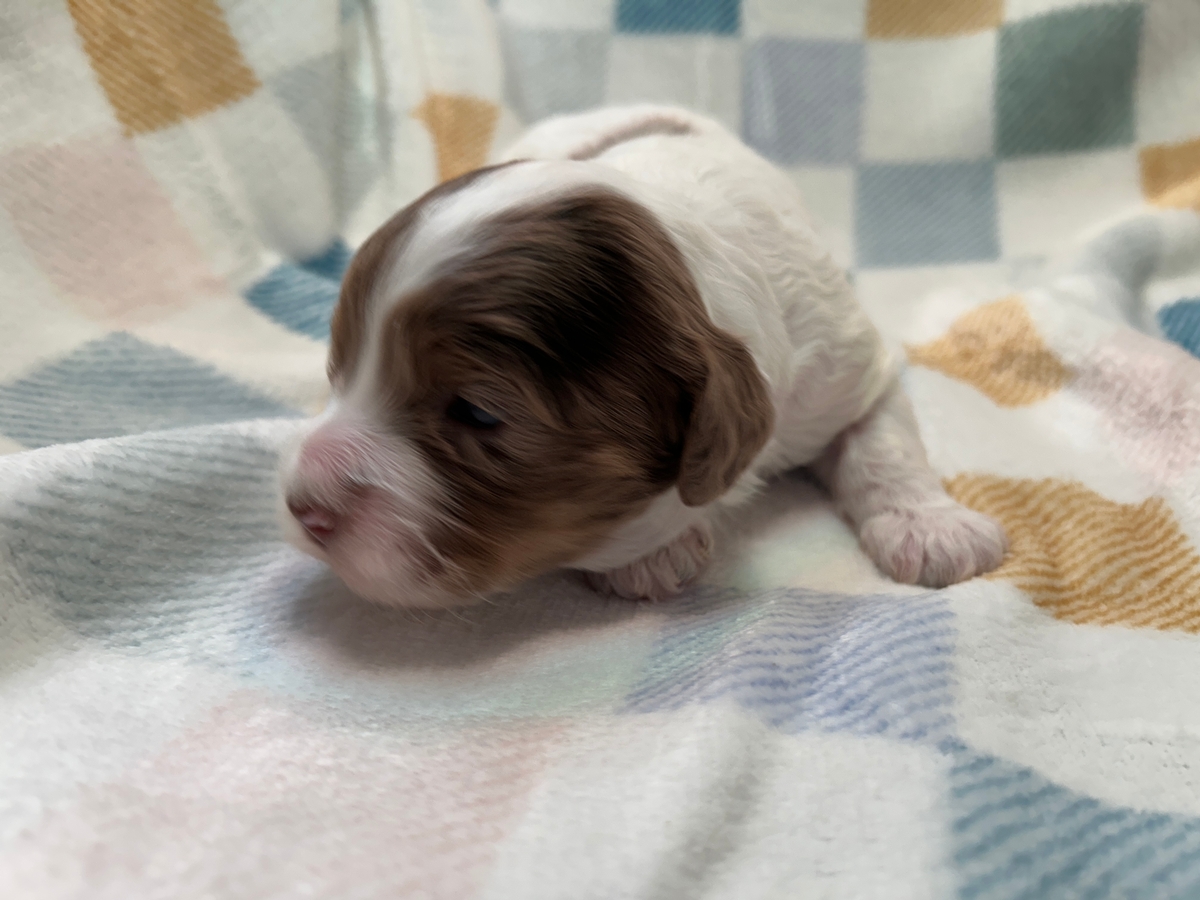 Female F1 Merle Cockapoo Puppy for Sale DOB 3-1-2025 $950